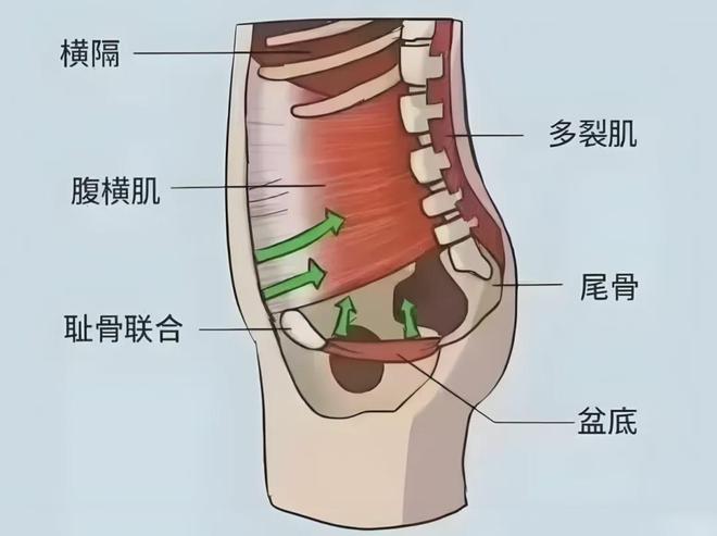 MK体育文献解读 产后盆底康复措施及实施方案 -针对性的治疗方法(图10)