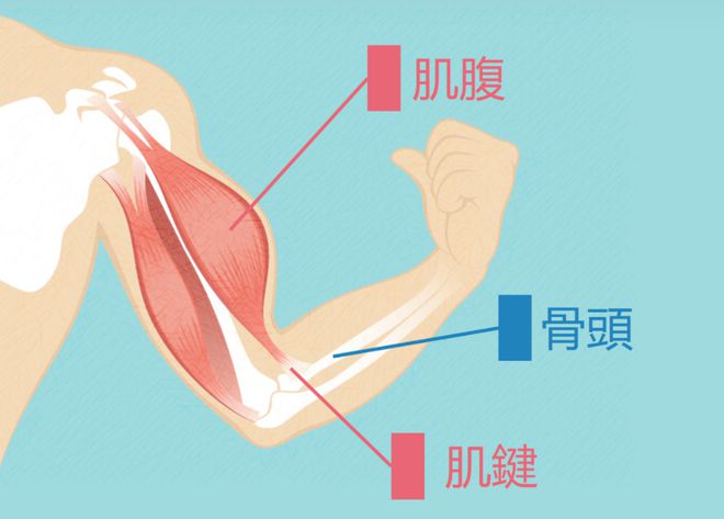【康复治疗】肌肉损伤康复的三MK体育个阶段