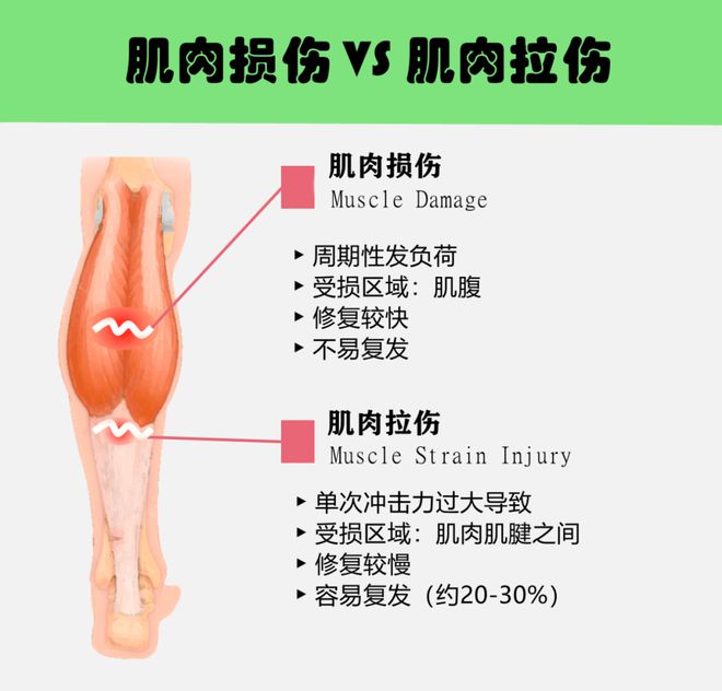 【康复治疗】肌肉损伤康复的三MK体育个阶段(图2)