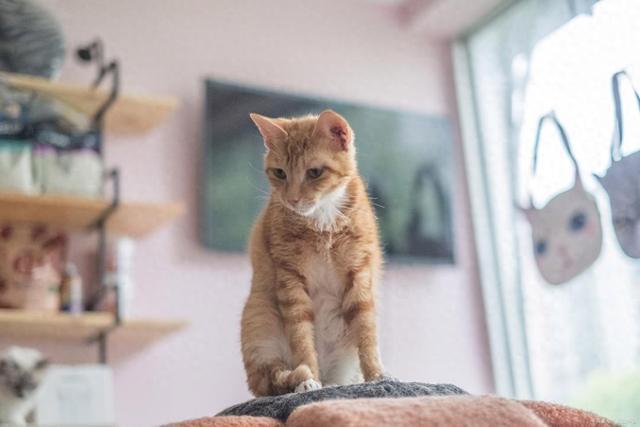 MK体育此从呕吐到康复的全流程:猫咪肠胃炎家庭护理指南