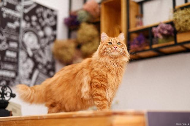 MK体育f猫咪突然站不起来？神经炎治疗全解析：从用药到康复的每一步(图1)