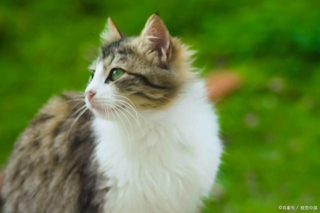 MK体育f猫咪突然站不起来？神经炎治疗全解析：从用药到康复的每一步(图2)