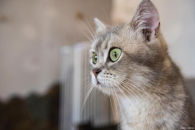 MK体育f猫咪突然站不起来？神经炎治疗全解析：从用药到康复的每一步(图5)
