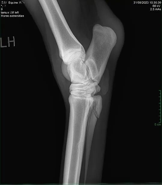 MK体育马一旦骨折真的就“没救了”吗？(图2)