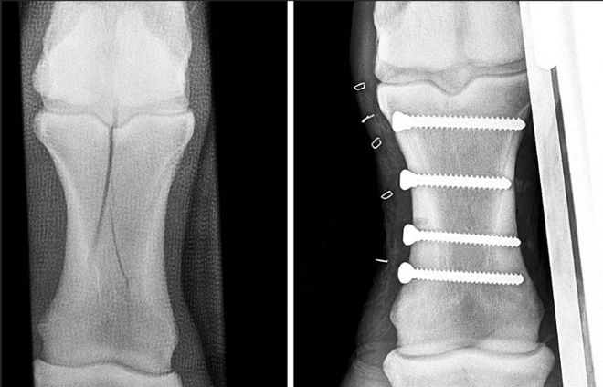 MK体育马一旦骨折真的就“没救了”吗？(图10)