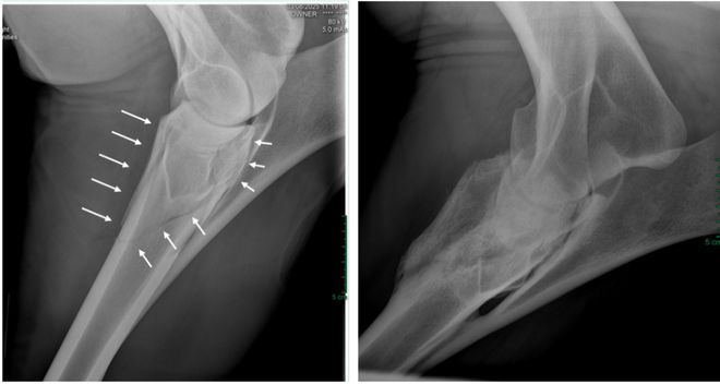 MK体育马一旦骨折真的就“没救了”吗？(图6)
