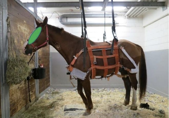 MK体育马一旦骨折真的就“没救了”吗？(图13)