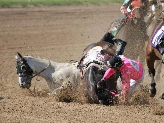 MK体育马一旦骨折真的就“没救了”吗？(图1)