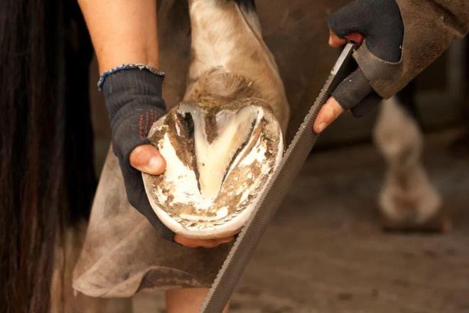 MK体育马一旦骨折真的就“没救了”吗？(图18)