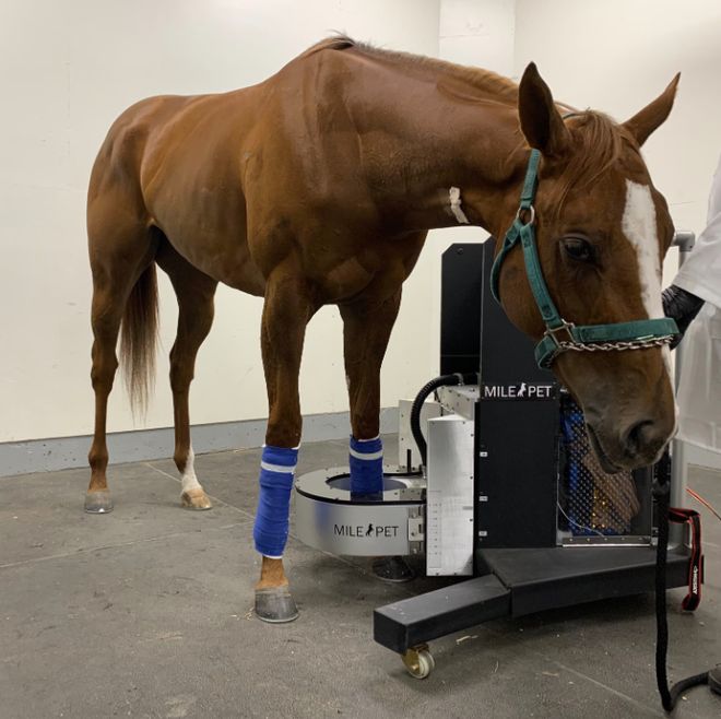 MK体育马一旦骨折真的就“没救了”吗？(图20)