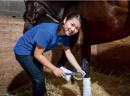 俄罗斯莫斯科马术展MK体育(EQUIROS)